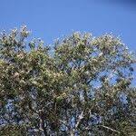 Image result for Marquesia macroura