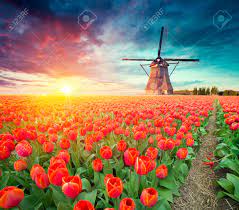 Bezoek het mooiste lentepark ter wereld. Traditionelle Niederlande Holland Hollandische Landschaft Mit Einer Typischen Windmuhle Und Tulpen Niederlande Landschaft Lizenzfreie Fotos Bilder Und Stock Fotografie Image 83544878