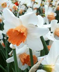 Narcissus Accent Award Winning Accent Is A Valuable Sun Proof Naturalizer With 4 Flowers Of Ivory White Encircling A F Bulb Flowers Narcissus Flower Narcissus