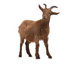 животные жарких стран занятие для детей 2 3 лет Kartinki Dlya Detej Zhivotnye Domashnie I Dikie Zhivotnye Dikie Zhivotnye Zhivotnye Dlya Detej