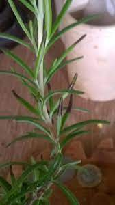 The soil looks rather dry. All Things Gardening Forum Rosemary Leaves Turning Black On The Ends Garden Org