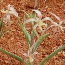 Image result for Lapeirousia littoralis