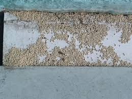 Conventional sealants and membranes are not reliable barriers since formosan subterranean termites are known to chew through many noncellulosic materials they do not eat, including foam insulation, mortar, plastic, rubber and others. Termites Info Do Termites Eat Cement