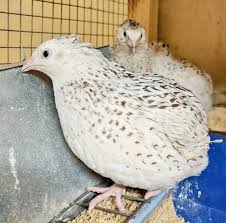 12 TOTAL Rare Pearl Quail Hatching Eggs Coturnix Hatch over winter! –  National Botanical Garden