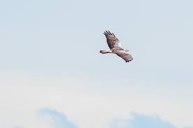 Bussard ist ein mittelgroßer vogel. Weisser Bussard Forum Fur Naturfotografen