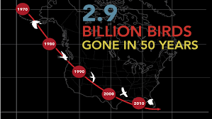 vanishing more than 1 in 4 birds has disappeared in the