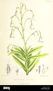 Image result for Wahlenbergia krebsii
