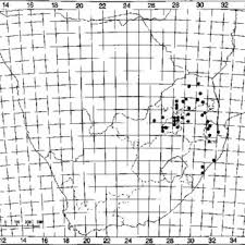 Image result for Sphenostylis briartii