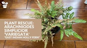 Maybe you would like to learn more about one of these? Plant Rescue Arachniodes Simplicior Variegata East Indian Holly Fern Youtube