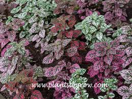 Image result for Hypoestes phyllostachya