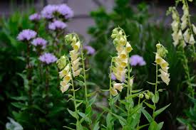 Image result for Isoglossa grandiflora