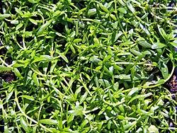 Image result for Callitriche