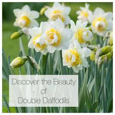 Sale price | save 25%. Discover The Beauty Of Double Daffodils Longfield Gardens