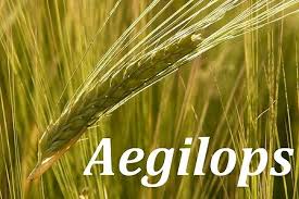 9 and 10 unimaginatively has lots of vowels—eight in total, if you count the final y. Is Almost The Longest English Word That Has All Of Its Letters In Alphabetical Order Quora