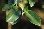 Image result for Maclura africana