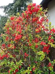 Image result for Chaenomeles japonica