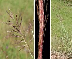 Image result for Bothriochloa bladhii
