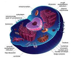 Struktur Dan Fungsi Sel Hewan Beserta Penjelasannya Plant And Animal Cells Animal Cell Project Animal Cell