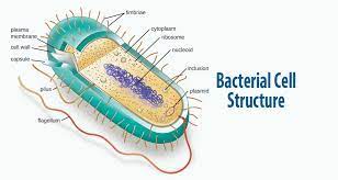 The ordered process of phagocytosis that is likely to be used by the animal cell to engulf and consume the bacterium would be detection, ingestion, fusion with lysosome, phagolysosome, digestion. Bacterial Cell Structure And Function Pharmapproach Com