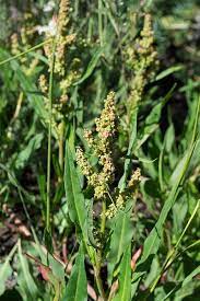 Baked bros sour kush edibles are arizona's best edible. Rumex Acetosella Field Sorrel Red Sorrel Sangre De Toro Sheep Sorrel Sour Weed North Carolina Extension Gardener Plant Toolbox