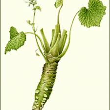 Wasabi wasabia japonica wasabi (eutrema japonicum, wasabia japonica ), japanese horseradish. Growing Wasabi Root In The Test Garden Sunset Magazine