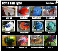 What to put in your betta tank. Betta Fish Varieties Aquarium Life Cyprus
