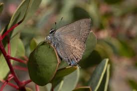 Image result for Satyrium buchananii