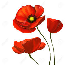 Mohn Vektor Illustration Hand Gezeichnet Aquarell Gemalt Standard Bild 38720176 Blumengemalde Blumen Malen Mohn Malerei
