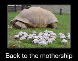 Slowly Turtle Humor Funny Pictures Meme Cute Animals Cute Baby Animals Funny Animals