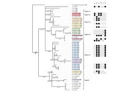 Image result for Dipcadi marlothii