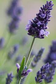 Purple Flowers Are A Great Way To Add Interest To Your Yard Or Landscape See Some Of Our Favorite Purple Garden Lavender Plant Lavender Flowers Purple Flowers
