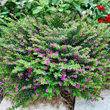 Image result for Cuphea