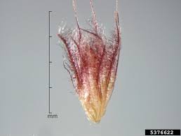 Image result for Cenchrus polystachios