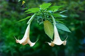 Nome (usato per lo più al plur.) di piante diverse che hanno il fiore a forma di campana: Brugmansia Coltivazione E Cura Delle Trombe D Angelo