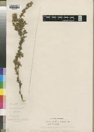 Image result for Kotschya africana