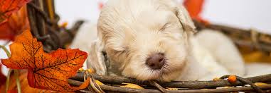 South carolina's premiere australian labradoodle breeder since 2005. Australian Labradoodle Puppies In Asheville Nc