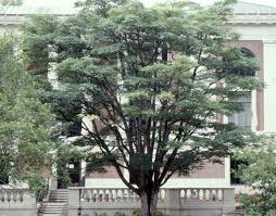 Image result for Buchnerodendron