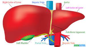How to say diagram in hindi. Liver Meaning In Hindi à¤® à¤¨à¤µ à¤¯à¤• à¤¤ à¤¸ à¤œ à¤¡ 67 à¤…à¤µ à¤¶ à¤µà¤¸à¤¨ à¤¯ à¤¤à¤¥ à¤¯