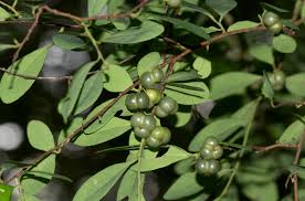 Image result for Margaritaria