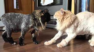 istanbulda kedinizi tras ettirebileceginiz pet kuaforler kedi blog
