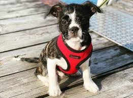 Check spelling or type a new query. All The Things You Should Know About The Shih Tzu Mixes K9 Web