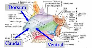 Rhinoplasty Anatomy