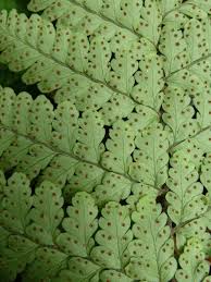 Image result for Triplophyllum