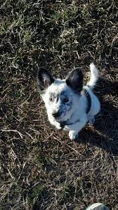 Roxy A Little Bit Younger Blue And Red Heeler Border Collie Mix Love This Pup Heeler Puppies Animals Friends Animals Beautiful