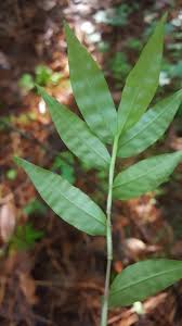 Image result for Oplismenus hirtellus