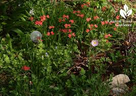 Ostara flowers as promised, here is a list of some flowers that should be in bloom come ostara depending on where you live and the climate. Garden Blogger S Bloom Day March 2016 Central Texas Gardener