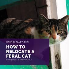 Water makes wet food last longer and gives your feral friend some extra hydration, which is always a plus on the hottest days. How To Relocate A Feral Cat The Barn Cat Lady