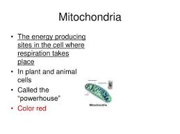 Animal cell structure and function copy. Animal Cell Ppt Download