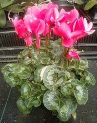 How do you identify a flowering plant? List Houseplants Which Have Pink Flowers House Plants Common House Plants Flowering House Plants