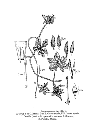 Image result for Ipomoea pes-tigridis